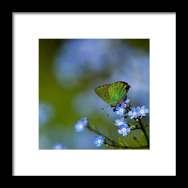 Green Hairstreak Framed Print featuring the photograph Green Hairstreak by Torbjorn Swenelius