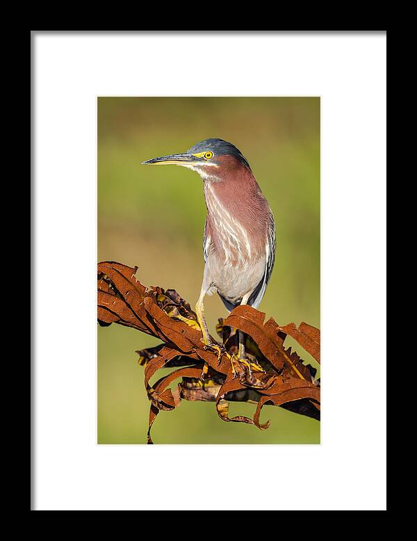 America Framed Print featuring the photograph Green Heron by Andres Leon