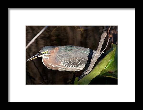 Heron Framed Print featuring the photograph Green Heron in the Everglades by Natural Focal Point Photography