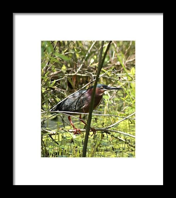 Green Heron Framed Print featuring the photograph Green Heron by Jeanne Juhos