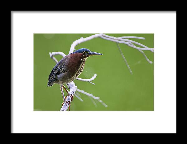 Green Heron Framed Print featuring the photograph Green Heron by Larry Bohlin