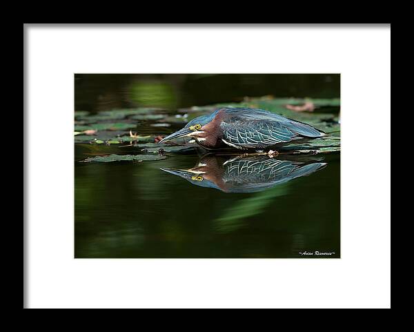Green Framed Print featuring the photograph Green Heron Reflection 2 by Avian Resources