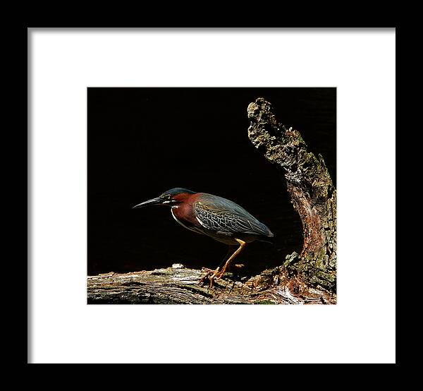 Green Heron Framed Print featuring the photograph Green Heron by Stuart Harrison