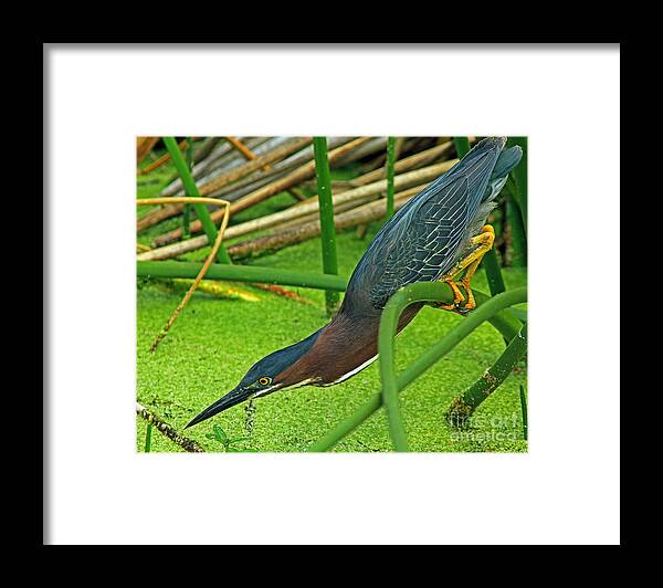 Bird Framed Print featuring the photograph Green Heron The Stretch by Larry Nieland