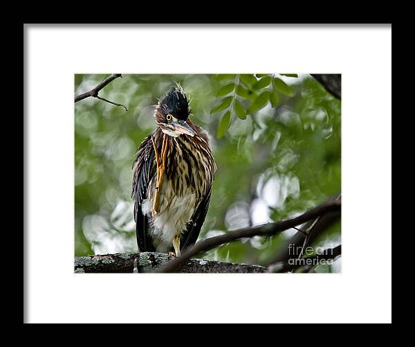 Green Heron Framed Print featuring the photograph Green Heron Waves Hello by Cheryl Baxter