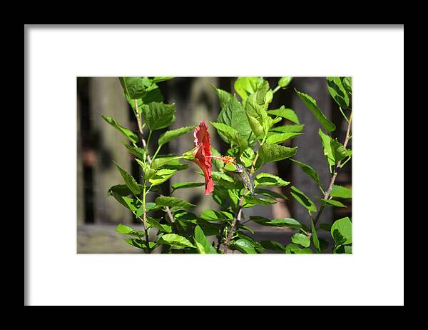 Green Framed Print featuring the photograph Green Hummingbird on Red Hibiscus Flower 5 of 10 by Jeff at JSJ Photography