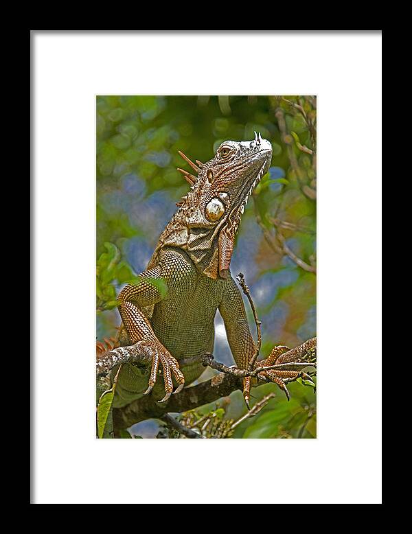 Costa Rica Framed Print featuring the photograph Green Iguana by Dennis Cox