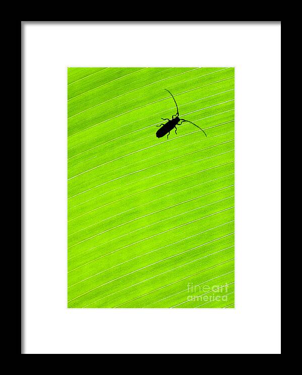 Costa Rica Framed Print featuring the photograph Green leaf background with a bug by Anna Om