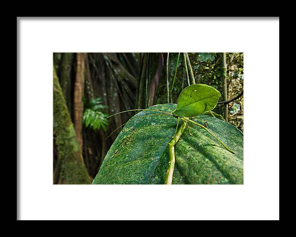 Leaf Mimic Framed Print featuring the photograph Green Leaf Katydid by Francesco Tomasinelli