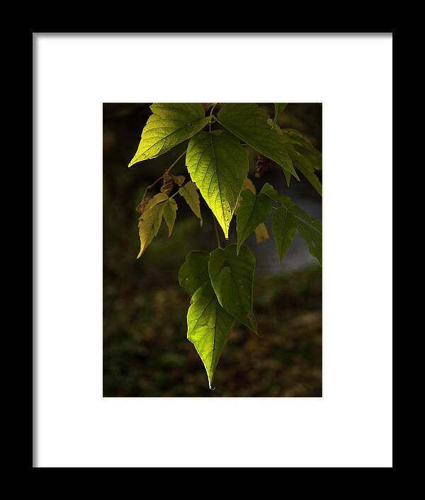Leaves Framed Print featuring the photograph Green Leaves by Craig Burgwardt