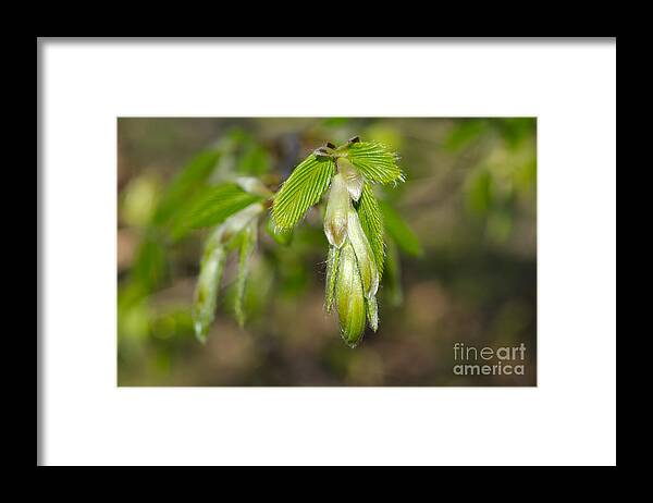 Blade Framed Print featuring the photograph Green leaves by Mats Silvan