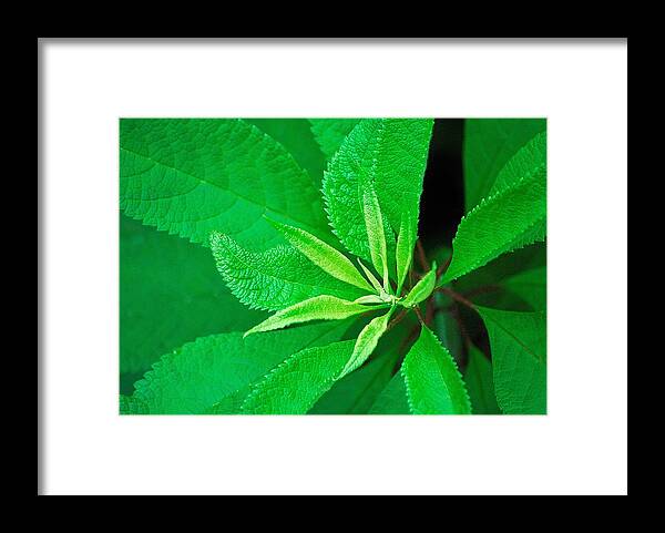 Green Framed Print featuring the photograph Green by Ludwig Keck