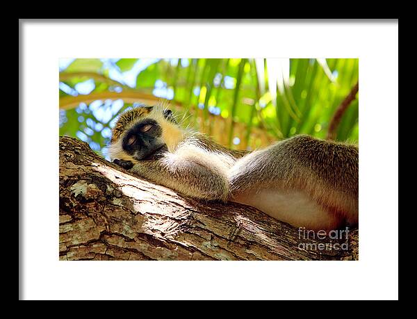 Animal Framed Print featuring the photograph Green monkey sleeping on tree by Matteo Colombo