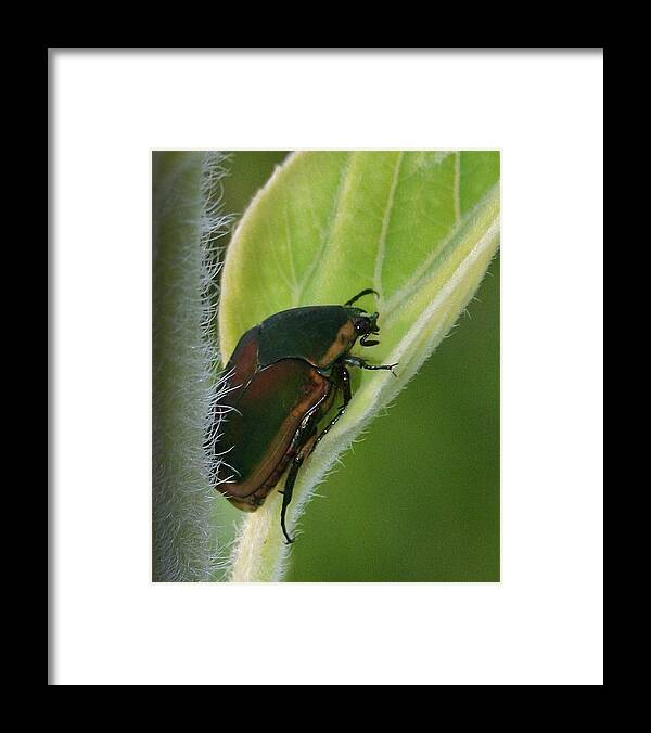 Bug Framed Print featuring the photograph Green on Green by Karen Harrison Brown