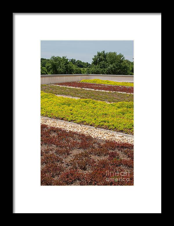 Rooftop Garden Framed Print featuring the photograph Living Roof Garden by Chris Scroggins