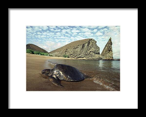 Feb0514 Framed Print featuring the photograph Green Sea Turtle Bartolome Island by Tui De Roy