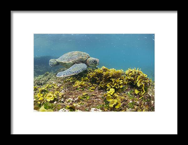 536801 Framed Print featuring the photograph Green Sea Turtle Galapagos Islands by Tui De Roy