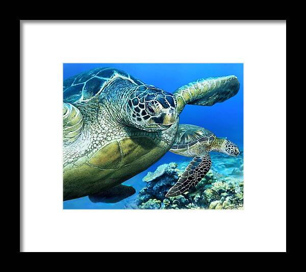 Green Sea Turtle Framed Print featuring the digital art Green Sea Turtle by Owen Bell