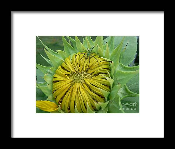 Spider Framed Print featuring the photograph Green Spider on a Sunflower by MM Anderson