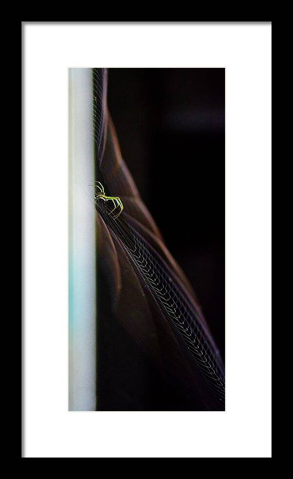 Spider Framed Print featuring the photograph Green Spider by Tamara Michael