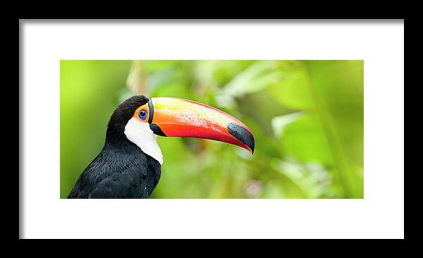 Tropical Rainforest Framed Print featuring the photograph Green Tropical Rainforest With Toco by Grafissimo