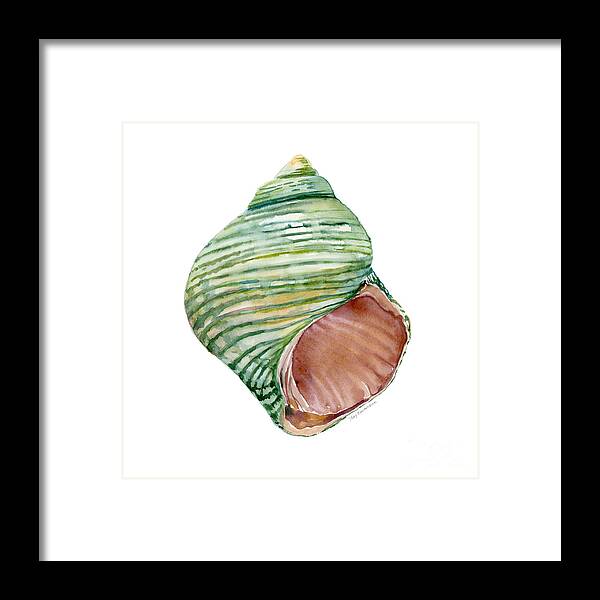 Green Shell Painting Framed Print featuring the painting Green Turbo Shell by Amy Kirkpatrick