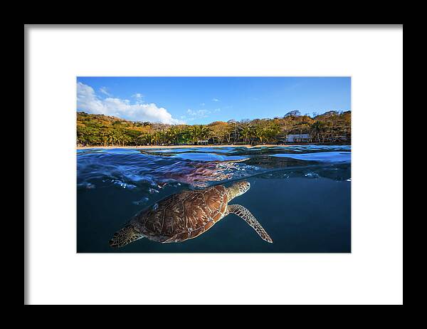 Turtle Framed Print featuring the photograph Green Turtle - Sea Turtle by Barathieu Gabriel