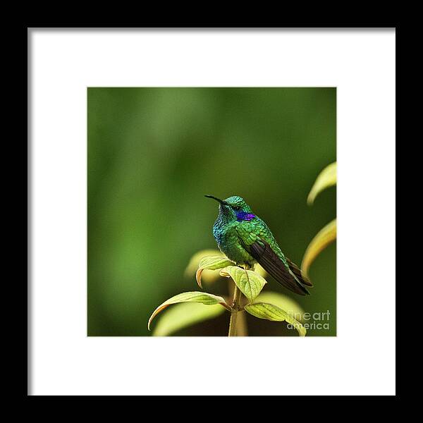 Bird Framed Print featuring the photograph Green Violetear Hummingbird by Heiko Koehrer-Wagner