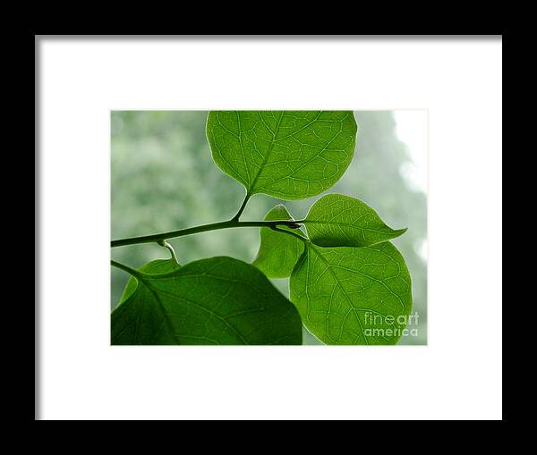 Bougainvillea Framed Print featuring the photograph Green Zen by Kathi Shotwell