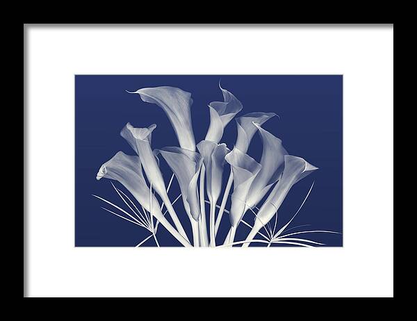 Calla Lilies Framed Print featuring the photograph Greet the Day in Indigo by Leda Robertson