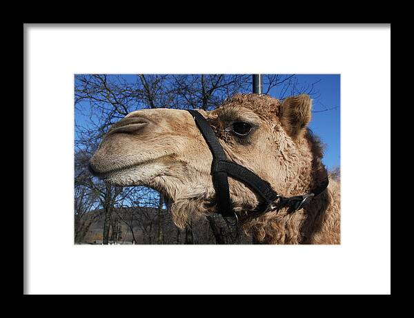Camel Framed Print featuring the photograph Greetings by Vadim Levin