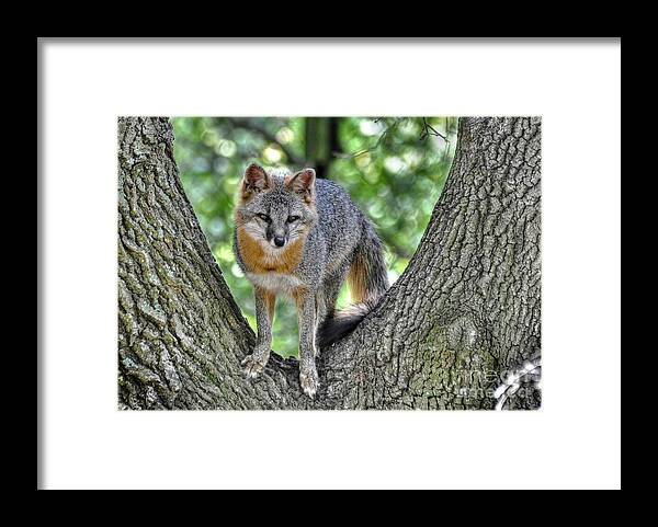 Fox Framed Print featuring the photograph Grey Fox In A Tree by Kathy Baccari