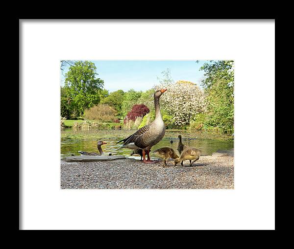 Anser Framed Print featuring the photograph Grey Geese And Goslings by Daniel Sambraus/science Photo Library