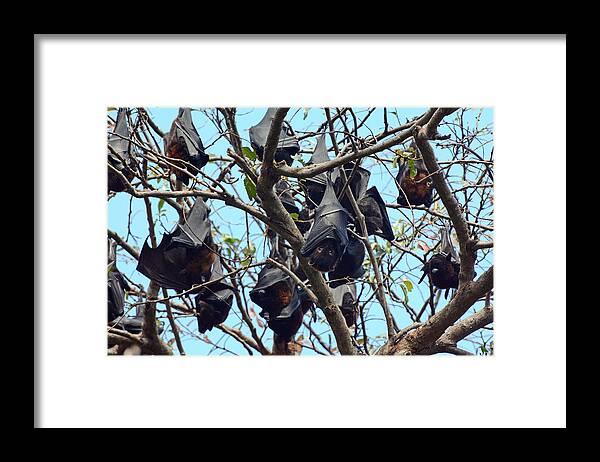 Animal Framed Print featuring the photograph Grey Headed Flying Foxes by Newman & Flowers