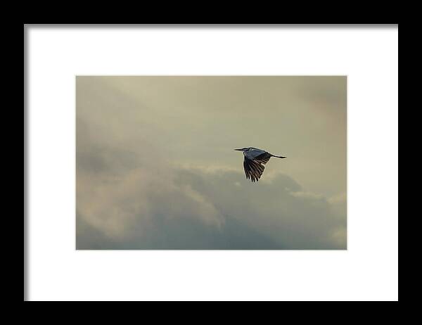 Rice Paddy Framed Print featuring the photograph Grey Heron by © Peter Lourenco