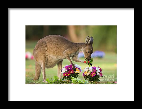00451879 Framed Print featuring the photograph Grey Kangaroo Eating Graveyard Flowers by Yva Momatiuk and John Eastcott