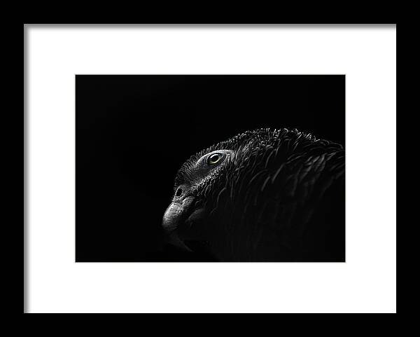 Animal Themes Framed Print featuring the photograph Grey Parrot by © Christian Meermann