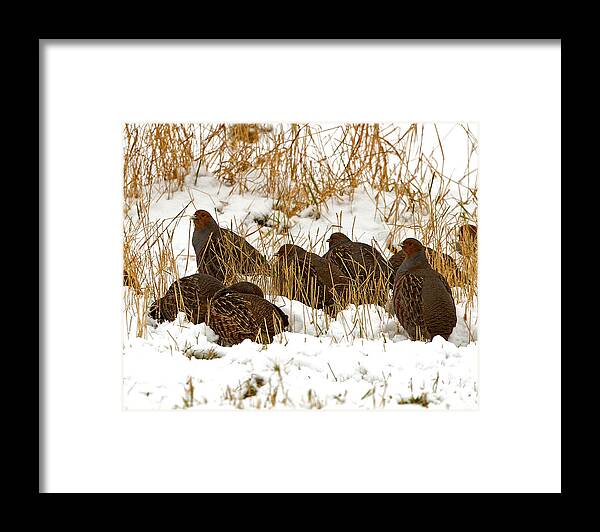 Greypartridge Framed Print featuring the photograph Grey Partridge in snow by Paul Scoullar