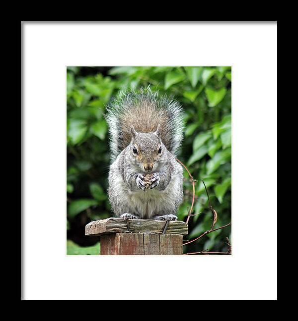 Squirrel Eating Bird Food Framed Print featuring the photograph Grey squirrel eating by Tony Murtagh