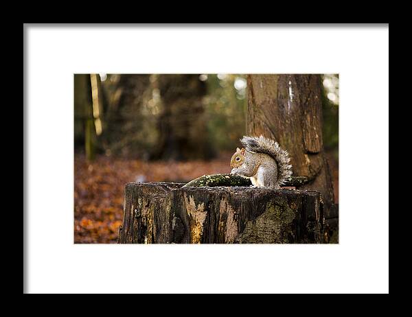 Squirrel Framed Print featuring the photograph Grey Squirrel on a Stump by Spikey Mouse Photography