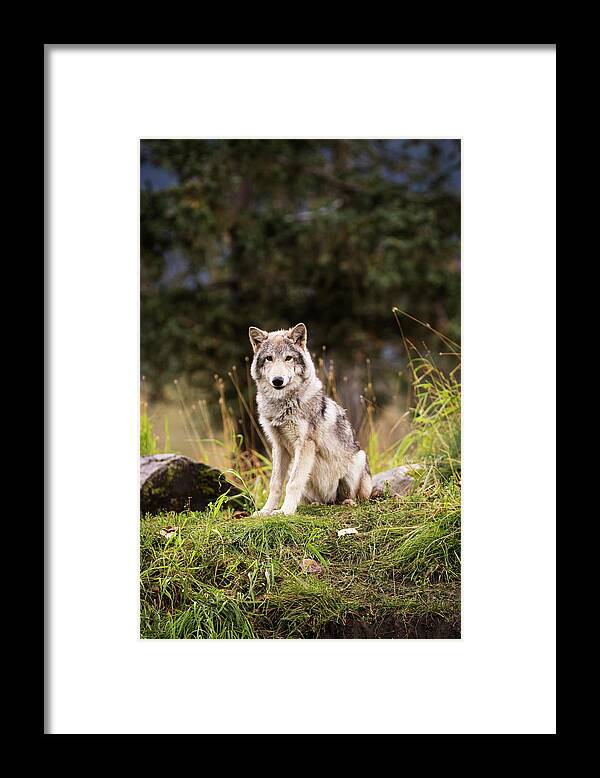 Alaska Wildlife Conservation Center Framed Print featuring the photograph Grey Wolf Canis Lupus Pup Roams It S by Doug Lindstrand