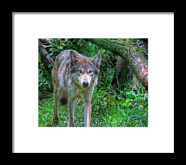Grey Wolf Framed Print featuring the photograph Grey Wolf by Mary Almond
