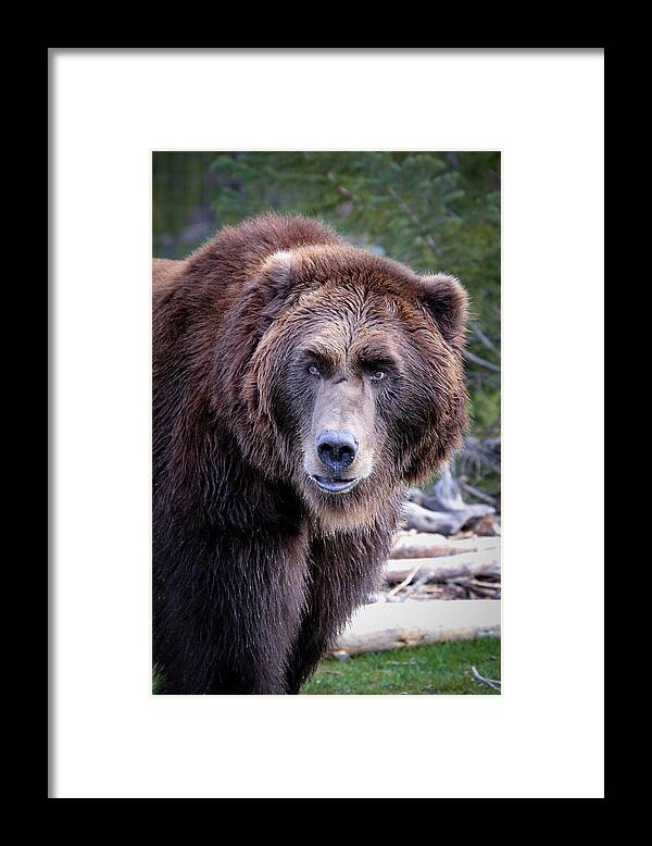 Grizzly Framed Print featuring the photograph Grizzly by Athena Mckinzie