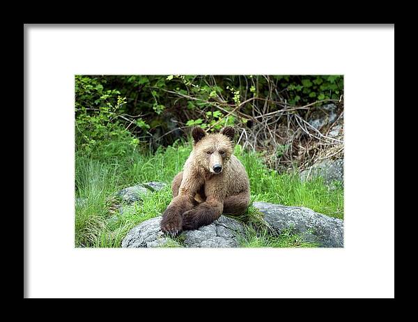 Grizzly Bear Framed Print featuring the photograph Grizzly Bear by Dr P. Marazzi/science Photo Library