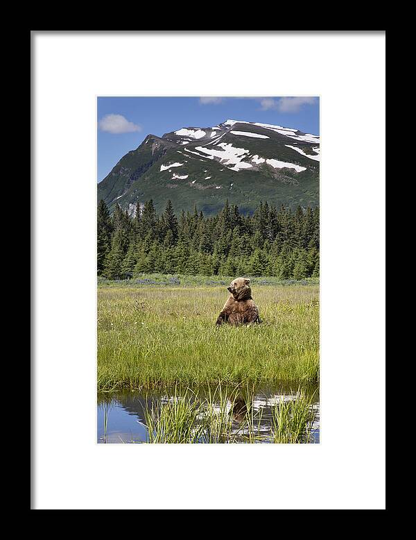 Richard Garvey-williams Framed Print featuring the photograph Grizzly Bear In Meadow Lake Clark Np by Richard Garvey-Williams