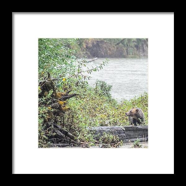 Grizzly Bear Framed Print featuring the photograph Grizzly Bear Late September 2 by Roxy Hurtubise