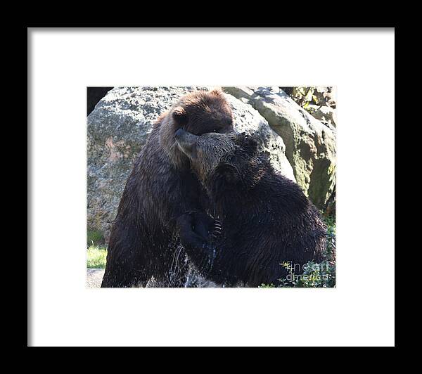 Grizzly Bears Fighting Framed Print featuring the photograph Grizzly Bears Fighting by John Telfer