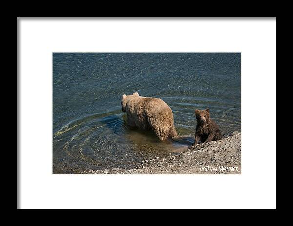 Alaska Framed Print featuring the photograph Grizzly Spring Cub with Its Mom by Joan Wallner