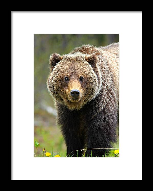 Grizzly Bear Framed Print featuring the photograph Grizzly by Stephen Stookey