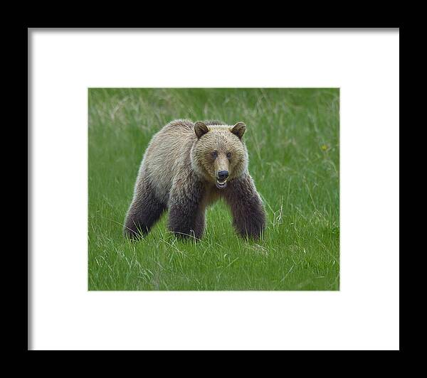 Grizzly Framed Print featuring the photograph Grizzly by Tony Beck